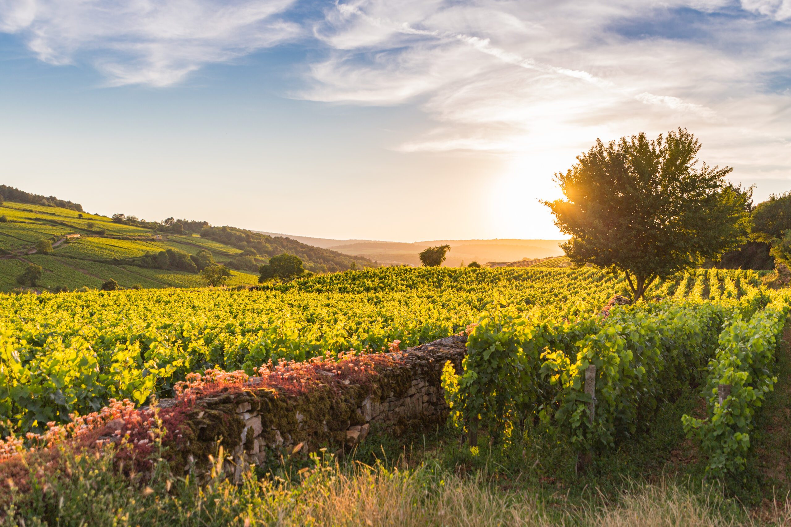 Ultra Beaujolais Villages Trail